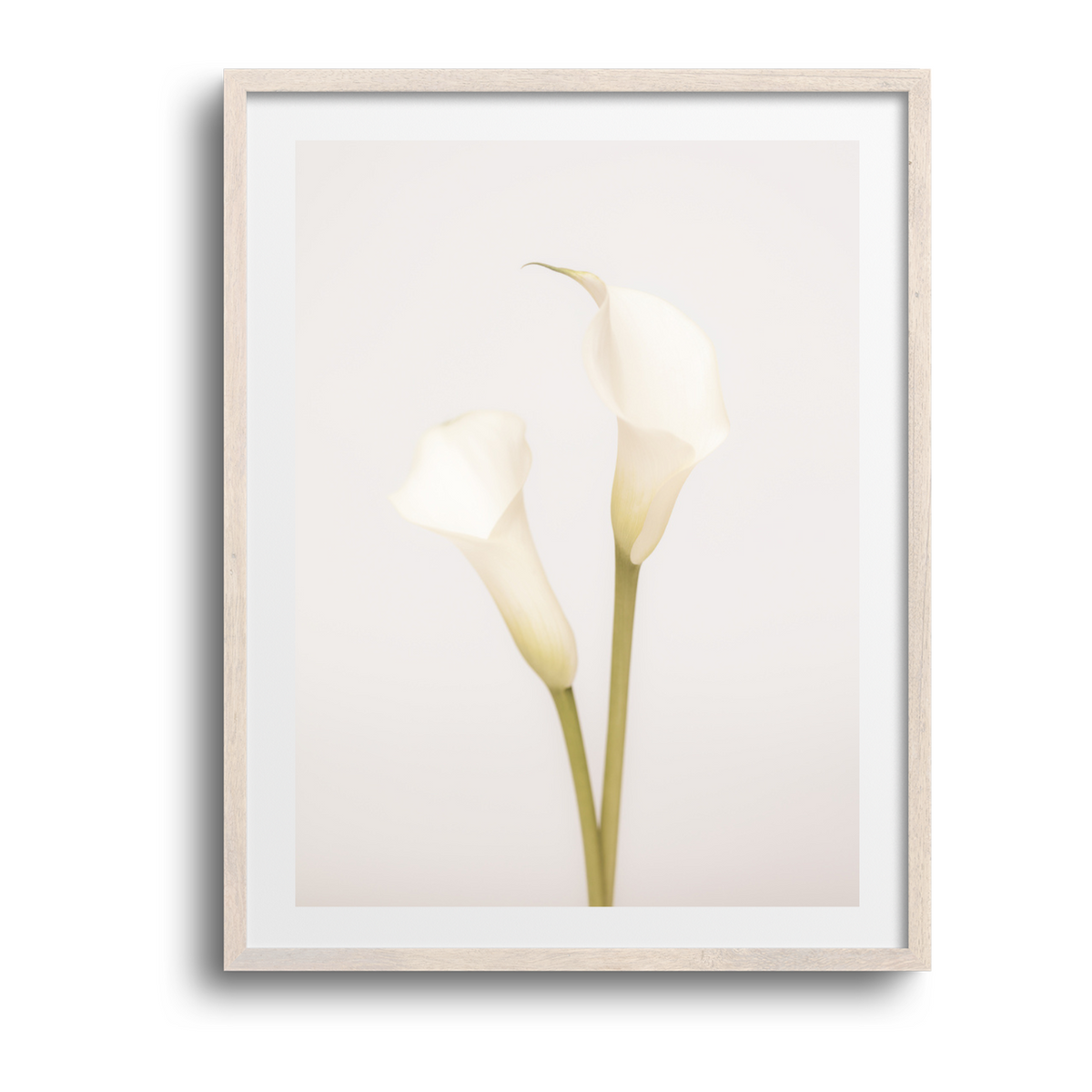 White Calla Lily No 1