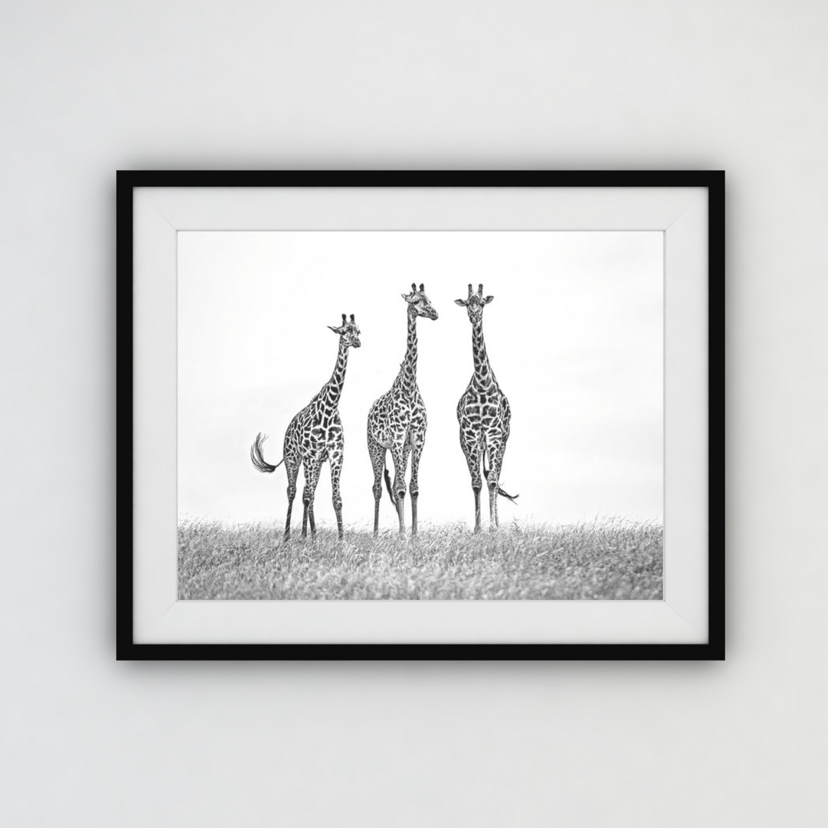 Giraffes in the Mara plains