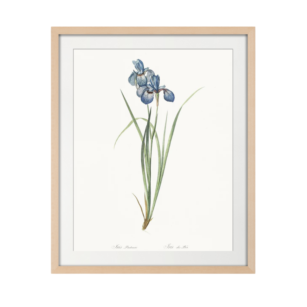 Delicate Iris VII