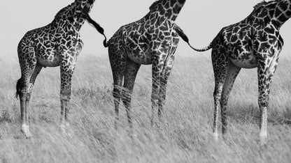 Wild Connection