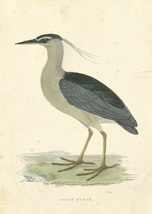 Vintage Night Heron