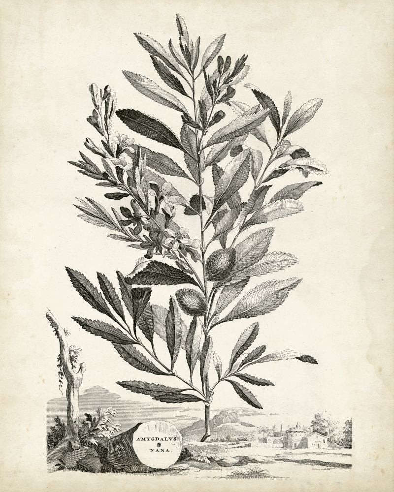 Scenic Botanical VI
