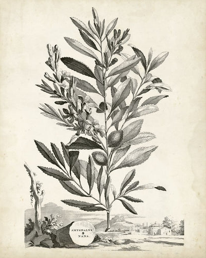 Scenic Botanical VI