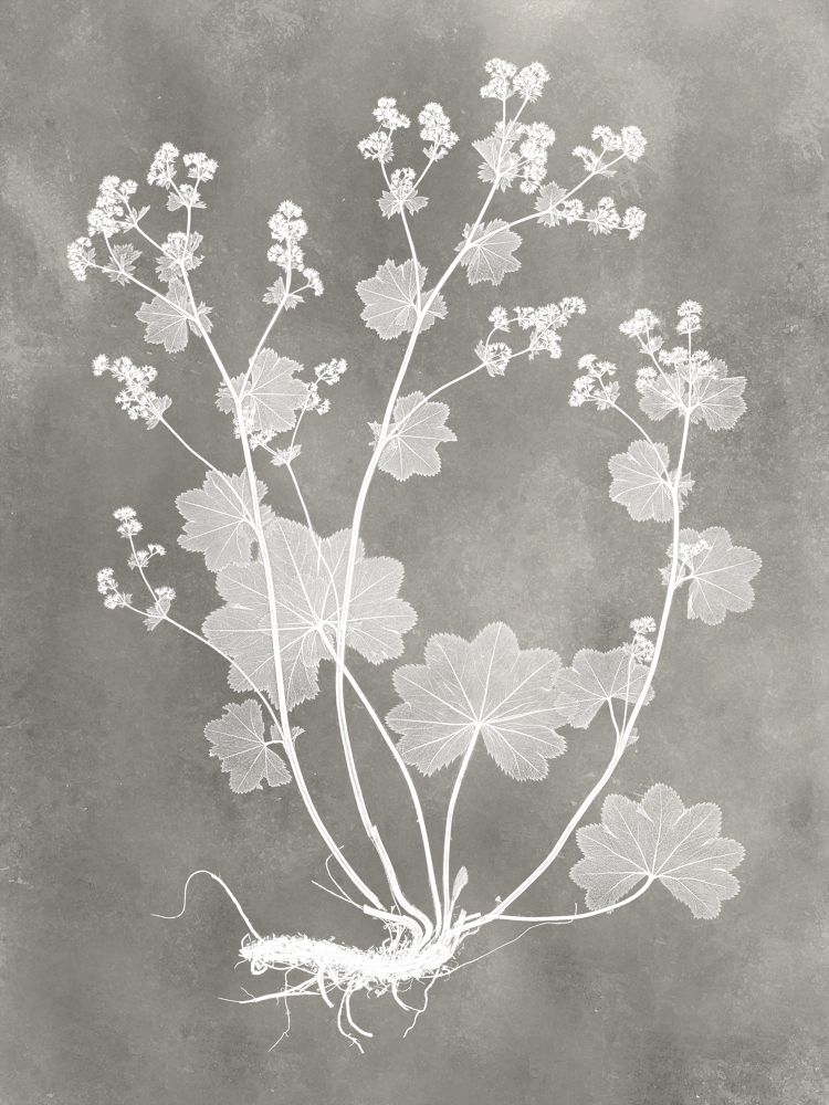 Herbarium Study I