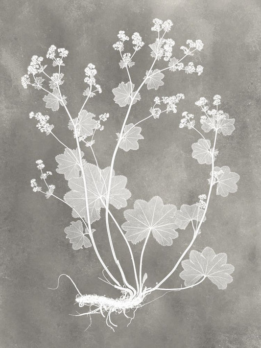 Herbarium Study I