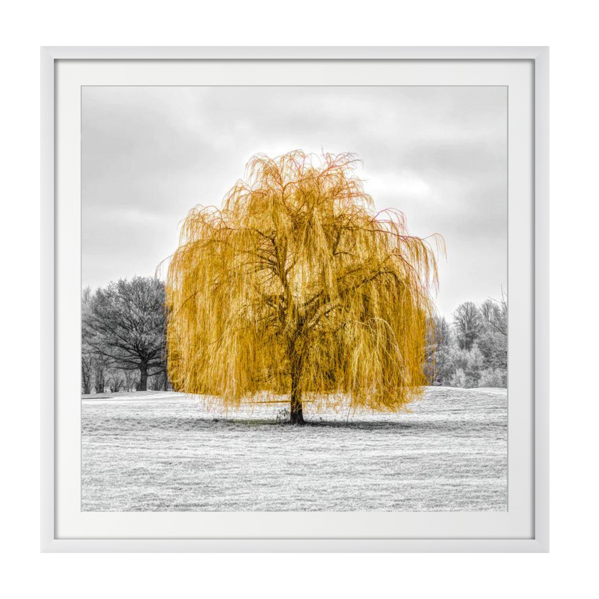 The Gold tree