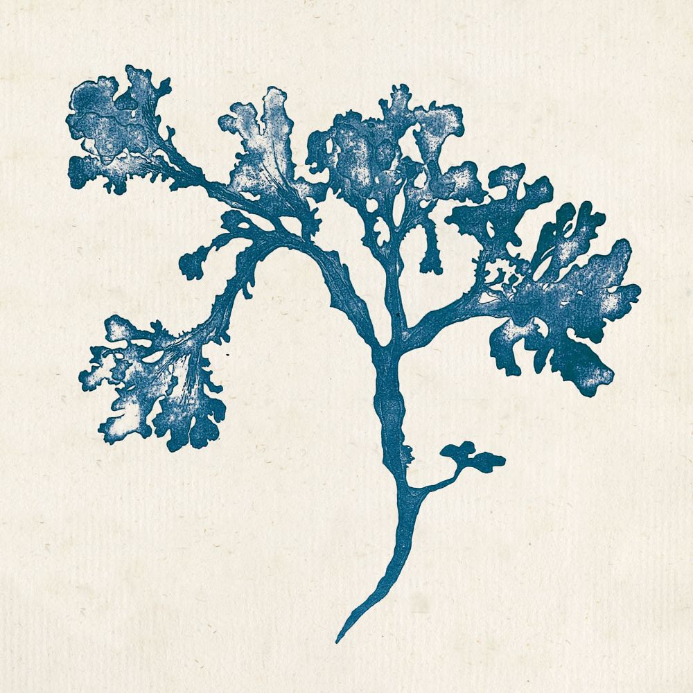 Indigo Algae IV