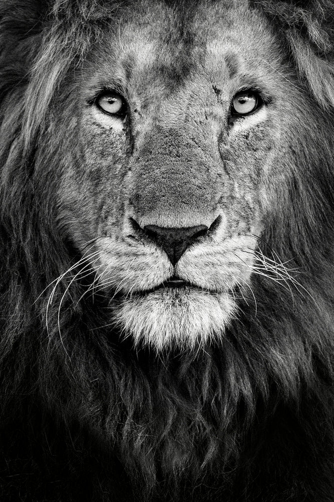 Royal portrait