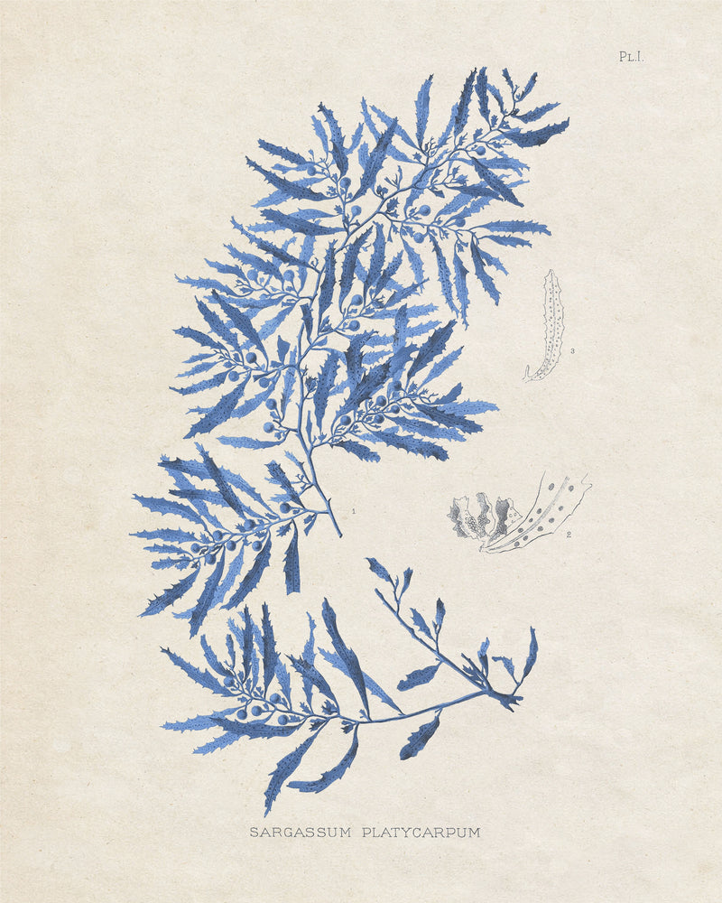 Blue Marine Algae III