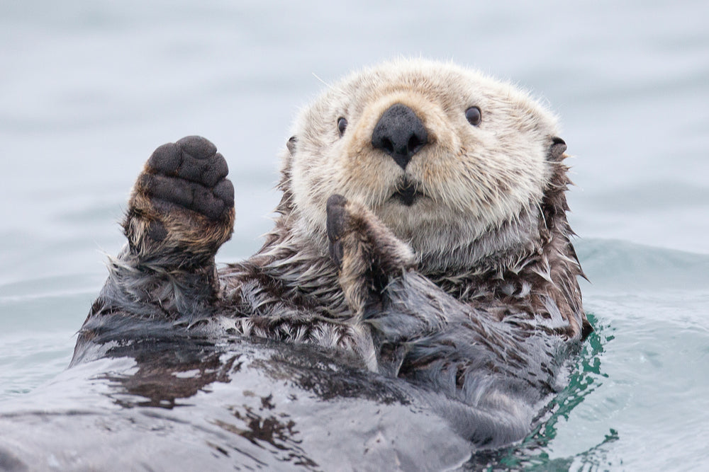 Yesterday I caught a fish thiiis big! - Otter. Alaska