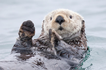 Yesterday I caught a fish thiiis big! - Otter. Alaska