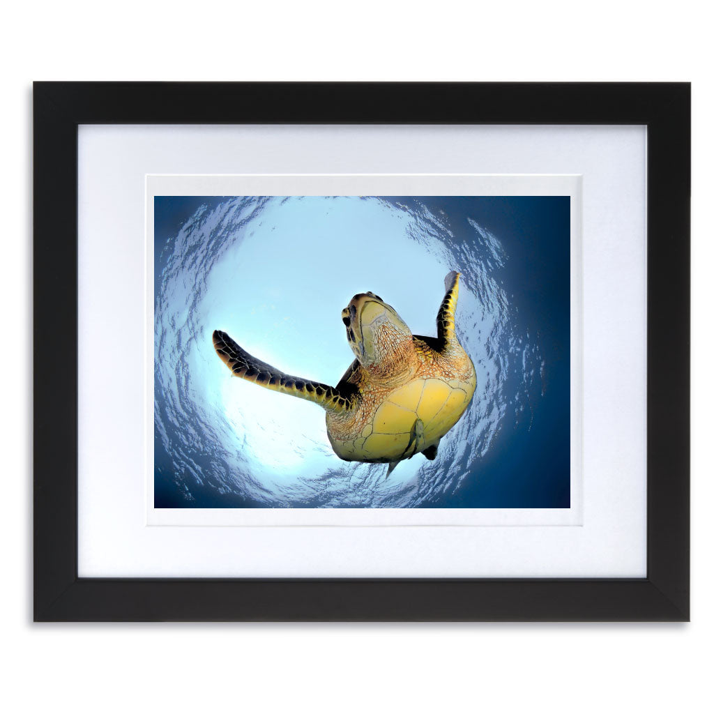 Green Turtle in Snells Window