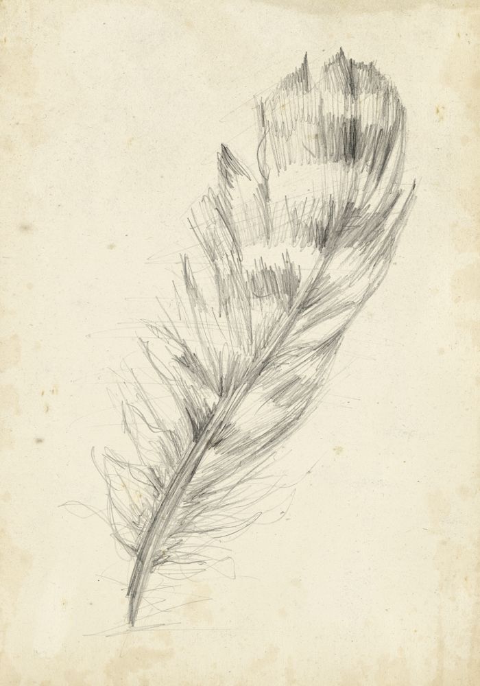 Feather Sketch II